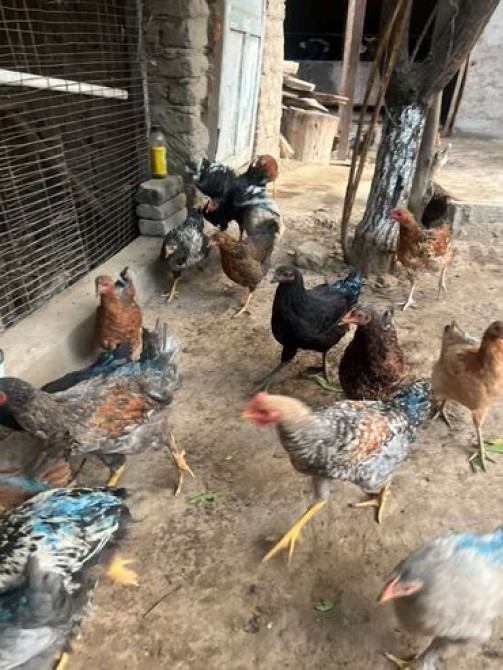 Продаю | Куры, Петух | Домашняя | На забой, Для разведения, Несушки Бишкек - сүрөт 2