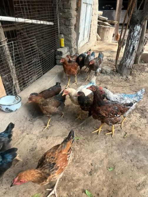 Продаю | Куры, Петух | Домашняя | На забой, Для разведения, Несушки Бишкек - сүрөт 6