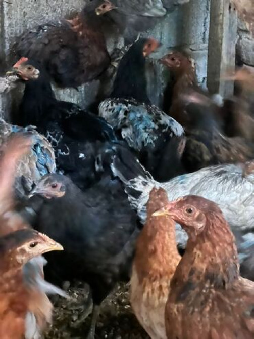 Продаю | Куры, Петух | Домашняя | На забой, Для разведения, Несушки Бишкек - сүрөт 4