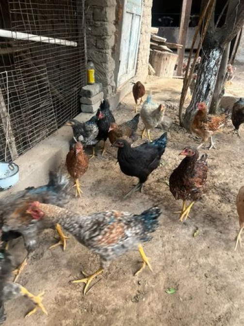 Продаю | Куры, Петух | Домашняя | На забой, Для разведения, Несушки Бишкек - сүрөт 1
