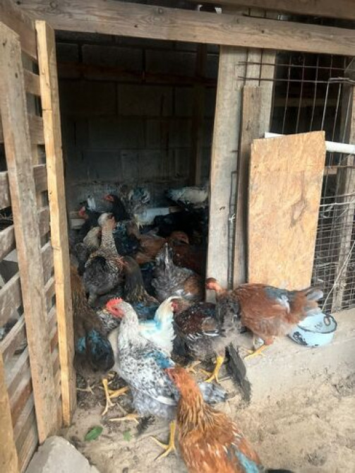 Продаю | Куры, Петух | Домашняя | На забой, Для разведения, Несушки Бишкек - сүрөт 5