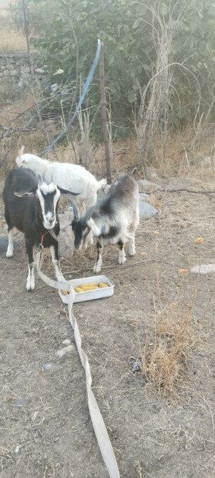 Продаю | Козлёнок Бишкек - сүрөт 6