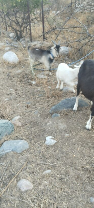 Продаю | Козлёнок Бишкек - сүрөт 3