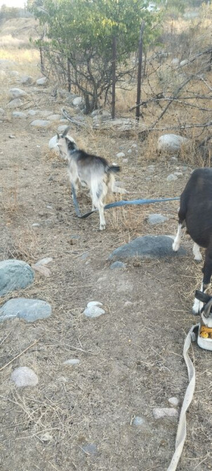 Продаю | Козлёнок Бишкек - сүрөт 5