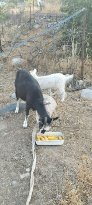 Продаю | Козлёнок Бишкек - сүрөт 4