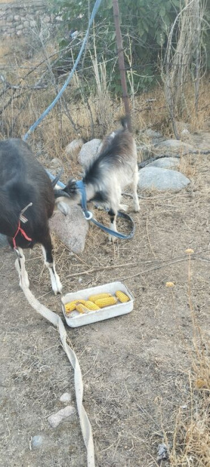 Продаю | Козлёнок Бишкек - сүрөт 1