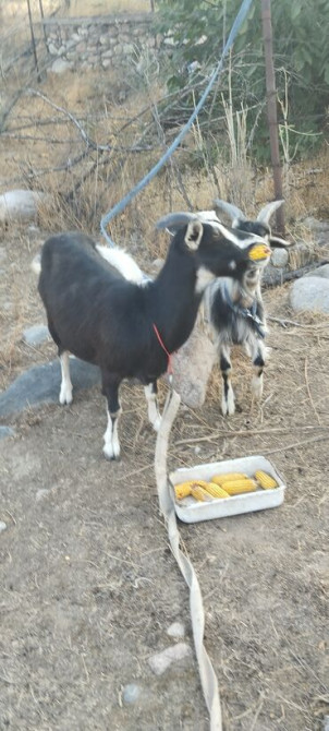 Продаю | Козлёнок Бишкек - сүрөт 2