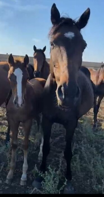 Продаю | Кобыла (самка) | Английская | Для разведения | Племенные Бишкек - сүрөт 2