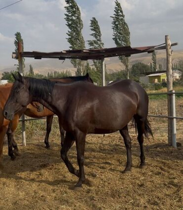 Продаю | Кобыла (самка) | Английская | Для разведения | Племенные Бишкек - сүрөт 1