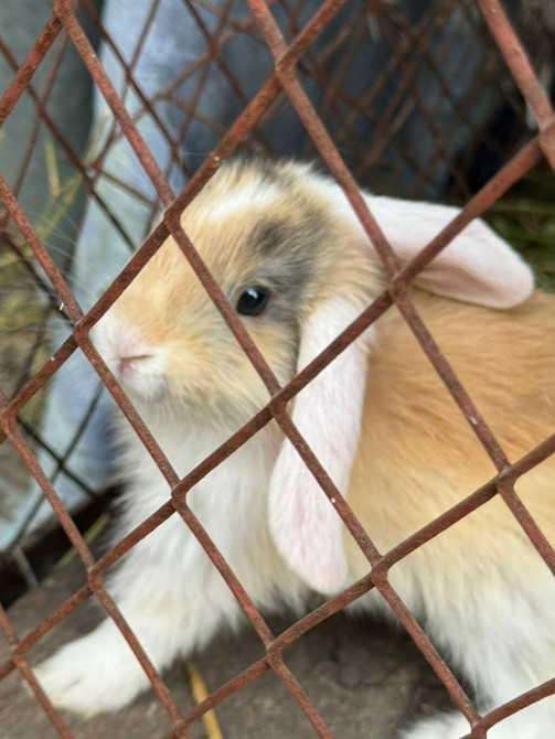 Продаю | Крольчата | Декоративная Bishkek - photo 1