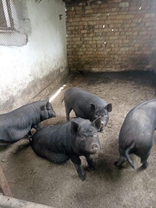Продаю | Свинья (самка), Поросенок | Вьетнамская вислобрюхая | На забой, Для разведения Бишкек - сүрөт 1