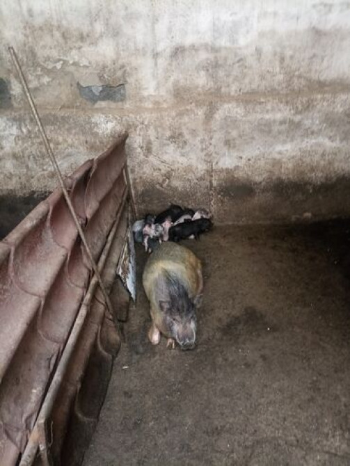 Продаю | Свинья (самка), Поросенок | Вьетнамская вислобрюхая | На забой, Для разведения Бишкек - сүрөт 2