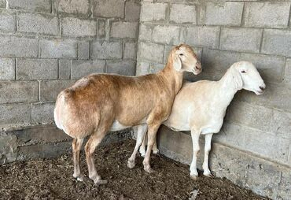 Продаю | Овца (самка), Ягненок, Баран (самец) | Гиссарская, Долан, Арашан | На забой, Для разведения, Для шерсти | Котные, Матка, Ярка Бишкек - сүрөт 3