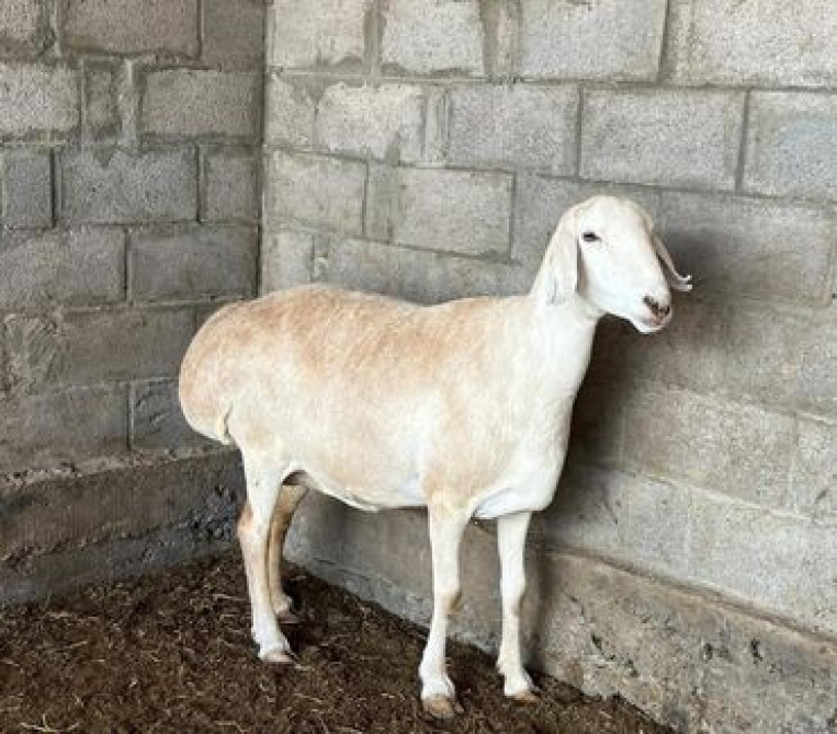 Продаю | Овца (самка), Ягненок, Баран (самец) | Гиссарская, Долан, Арашан | На забой, Для разведения, Для шерсти | Котные, Матка, Ярка Бишкек - сүрөт 2