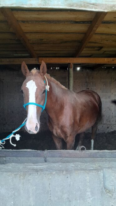 Продаю | Кобыла (самка) Бишкек - сүрөт 2