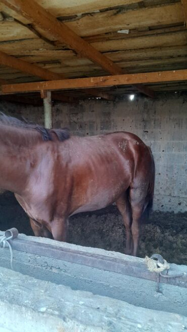 Продаю | Кобыла (самка) Бишкек - сүрөт 3