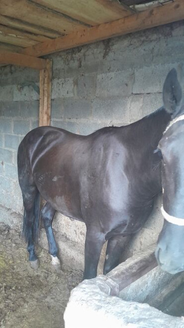 Продаю | Кобыла (самка) Бишкек - сүрөт 5