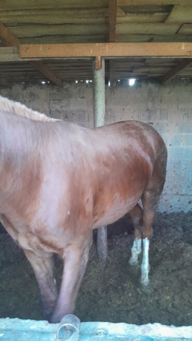 Продаю | Кобыла (самка) Бишкек - сүрөт 1