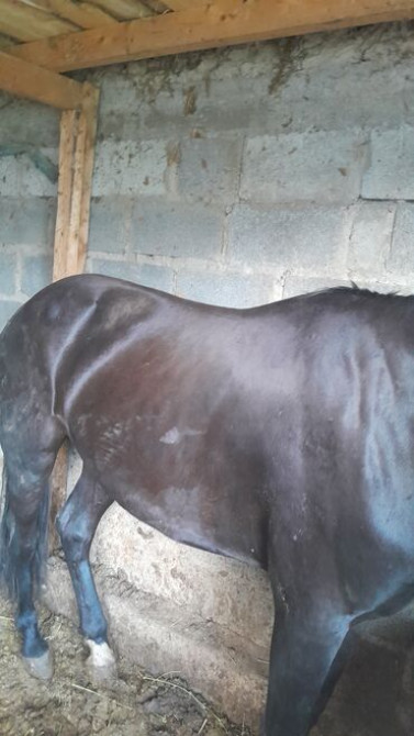 Продаю | Кобыла (самка) Бишкек - сүрөт 4