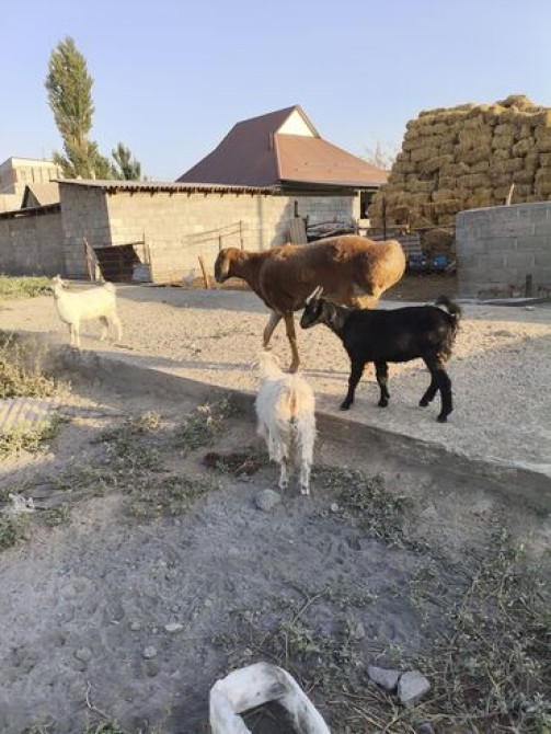 Продаю | Коза (самка) | Полукровка Bishkek - photo 3