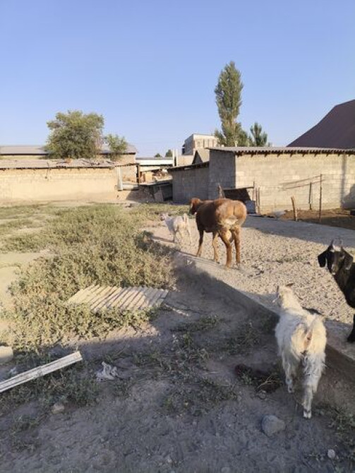 Продаю | Коза (самка) | Полукровка Bishkek - photo 4