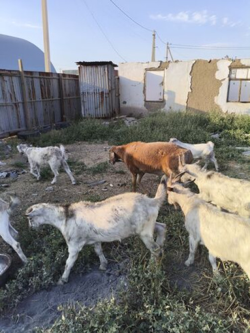 Продаю | Коза (самка) | Полукровка Bishkek - photo 1