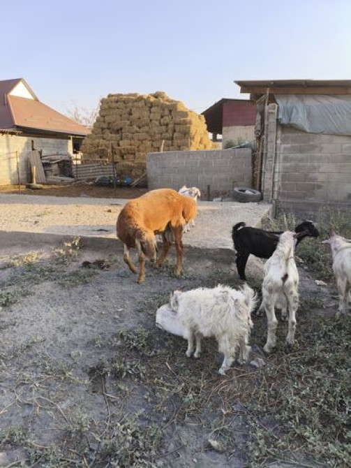 Продаю | Коза (самка) | Полукровка Bishkek - photo 2