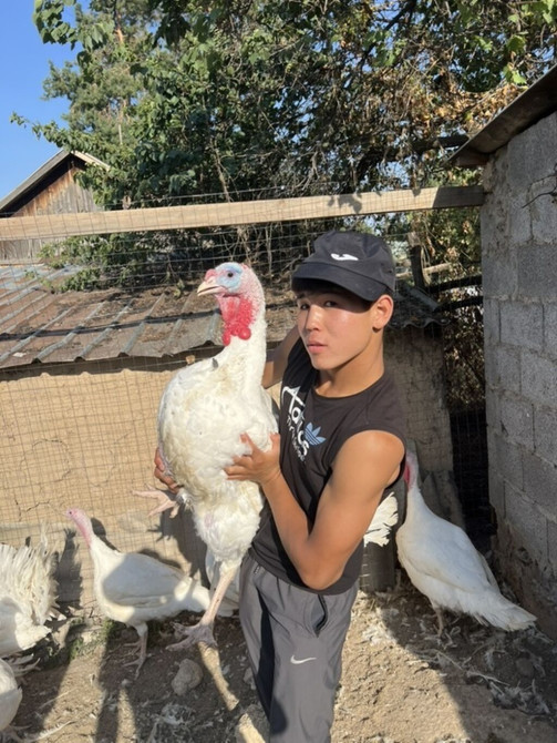 Продаю | Индюшата | Бройлерная Бишкек - сүрөт 1