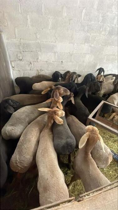 Койлор козулар сатылат собшка жарайт. Ак ордо Элнур жакта. Ото кымбат Bishkek - photo 2