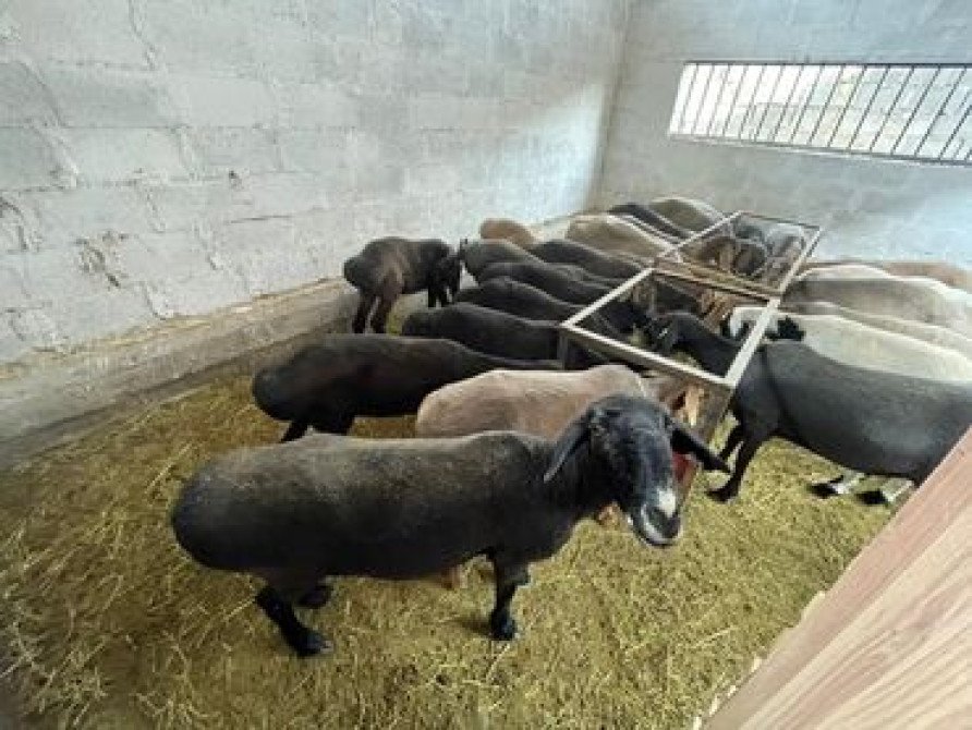 Койлор козулар сатылат собшка жарайт. Ак ордо Элнур жакта. Ото кымбат Bishkek - photo 1