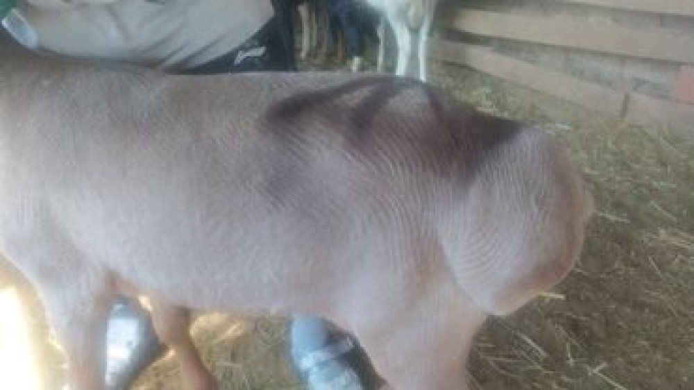 Продаю | Овца (самка), Баран (самец) | Полукровка, Меринос | Для разведения, На забой, Для шерсти | Кастрированные, Котные, Матка Бишкек - сүрөт 3