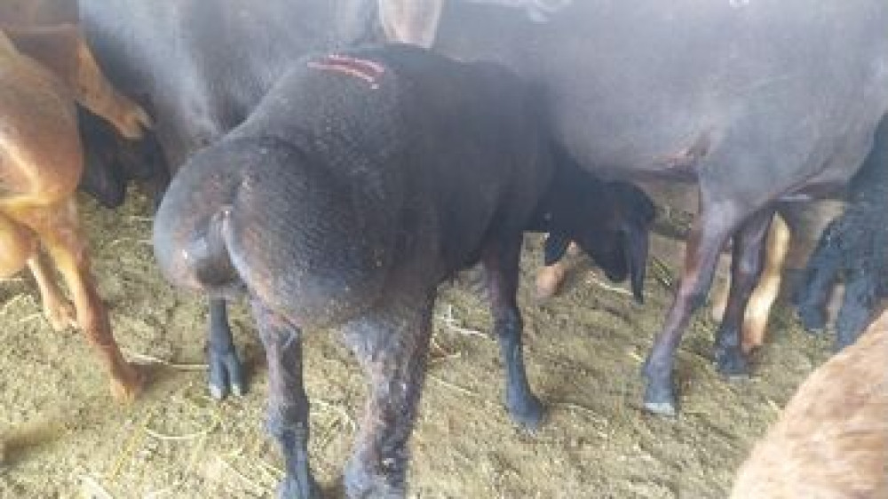 Продаю | Овца (самка), Баран (самец) | Полукровка, Меринос | Для разведения, На забой, Для шерсти | Кастрированные, Котные, Матка Бишкек - сүрөт 6