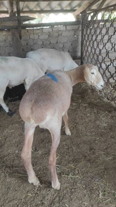 Продаю | Овца (самка), Баран (самец) | Полукровка, Меринос | Для разведения, На забой, Для шерсти | Кастрированные, Котные, Матка Бишкек - сүрөт 5
