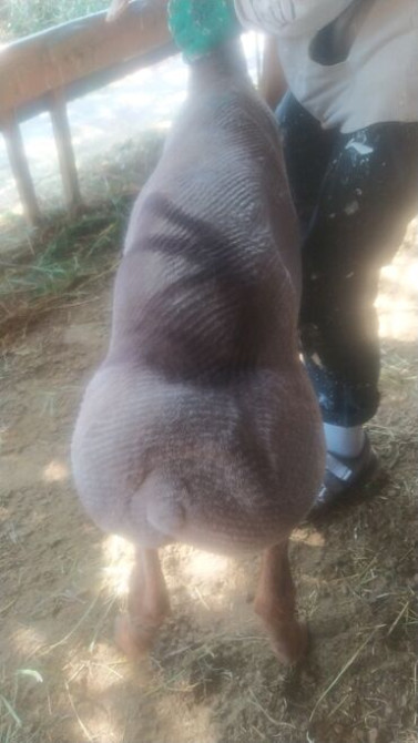 Продаю | Овца (самка), Баран (самец) | Полукровка, Меринос | Для разведения, На забой, Для шерсти | Кастрированные, Котные, Матка Бишкек - сүрөт 4