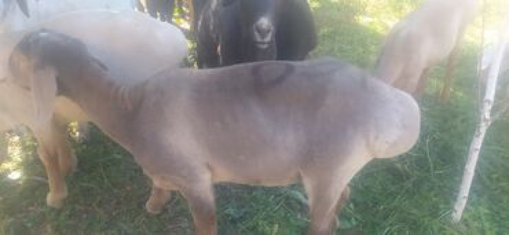 Продаю | Овца (самка), Баран (самец) | Полукровка, Меринос | Для разведения, На забой, Для шерсти | Кастрированные, Котные, Матка Бишкек - сүрөт 2