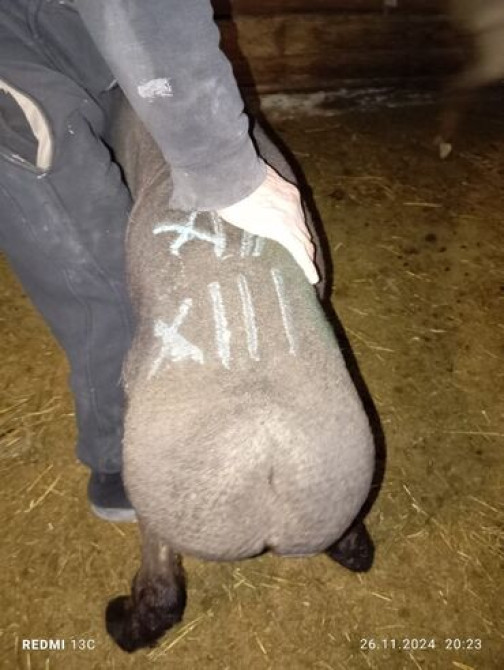 Продаю | Овца (самка), Баран (самец) | Полукровка, Меринос | Для разведения, На забой, Для шерсти | Кастрированные, Котные, Матка Бишкек - сүрөт 1