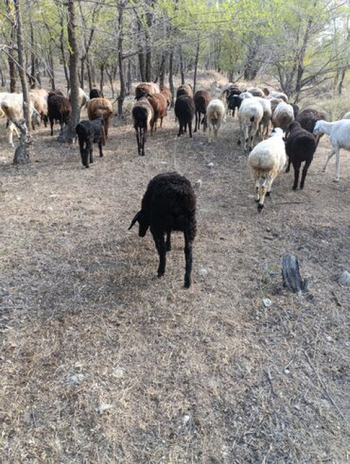 Эгиз ургаачы козулары менен кой сатылат матка с двумя ягнятами ярочки Бишкек - сүрөт 3