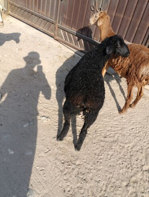 Эгиз ургаачы козулары менен кой сатылат матка с двумя ягнятами ярочки Бишкек - сүрөт 2