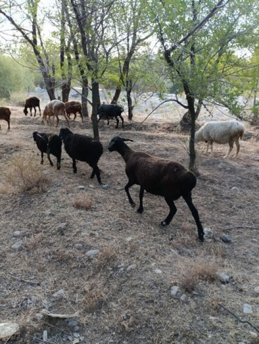Эгиз ургаачы козулары менен кой сатылат матка с двумя ягнятами ярочки Бишкек - сүрөт 1