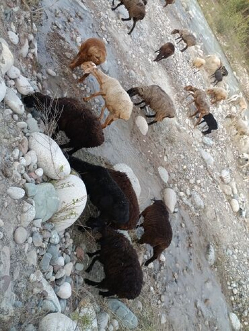 Эгиз ургаачы козулары менен кой сатылат матка с двумя ягнятами ярочки Бишкек - сүрөт 4