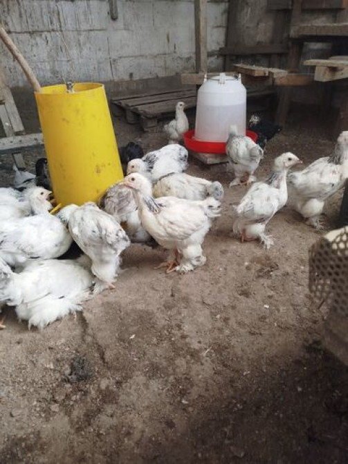 Цыплята от чистокровной светлой Колумбийской брамы и Джерси Гиганта Бишкек - сүрөт 7