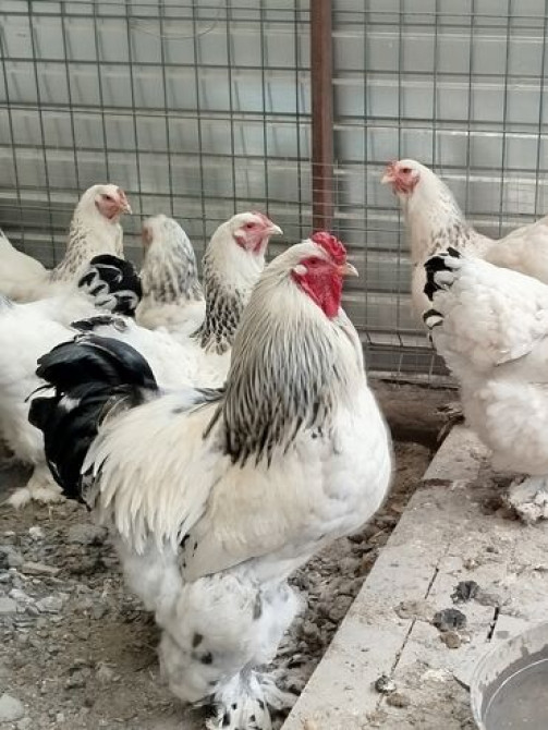 Цыплята от чистокровной светлой Колумбийской брамы и Джерси Гиганта Бишкек - сүрөт 1