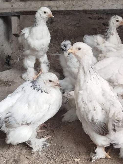 Цыплята от чистокровной светлой Колумбийской брамы и Джерси Гиганта Бишкек - сүрөт 5
