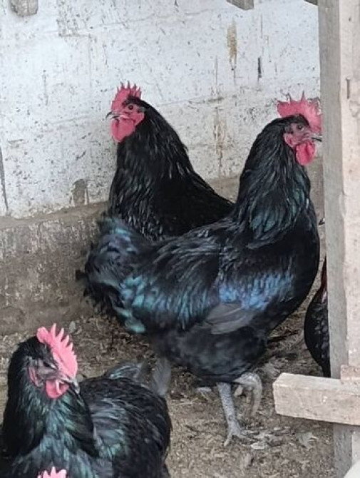 Цыплята от чистокровной светлой Колумбийской брамы и Джерси Гиганта Бишкек - сүрөт 4