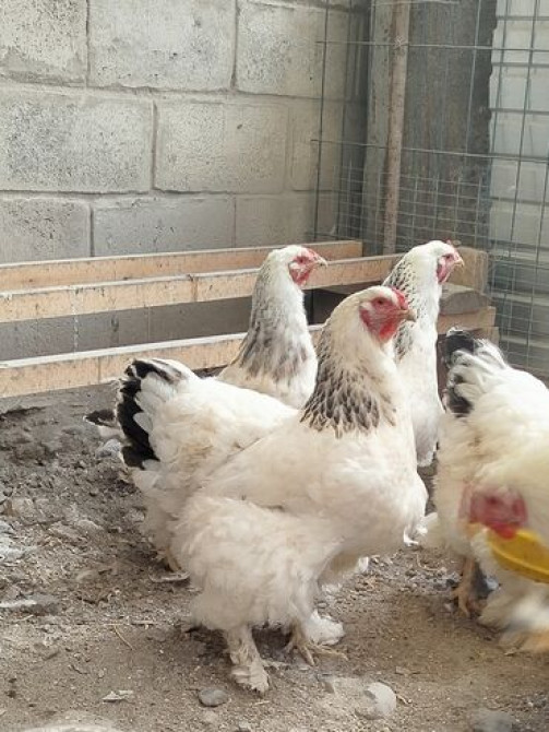 Цыплята от чистокровной светлой Колумбийской брамы и Джерси Гиганта Бишкек - сүрөт 2