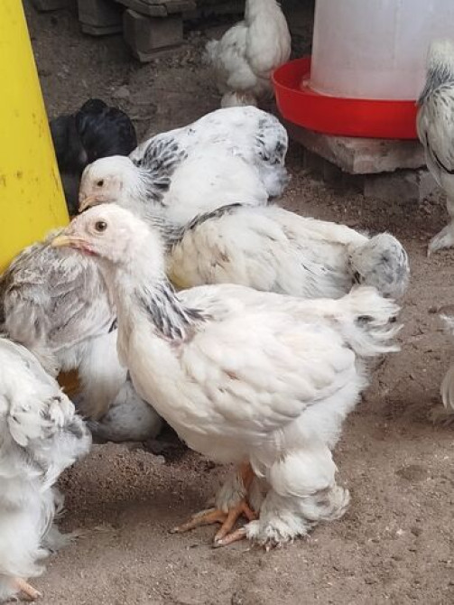 Цыплята от чистокровной светлой Колумбийской брамы и Джерси Гиганта Бишкек - сүрөт 6