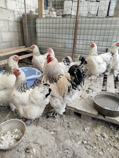 Цыплята от чистокровной светлой Колумбийской брамы и Джерси Гиганта Бишкек - сүрөт 3