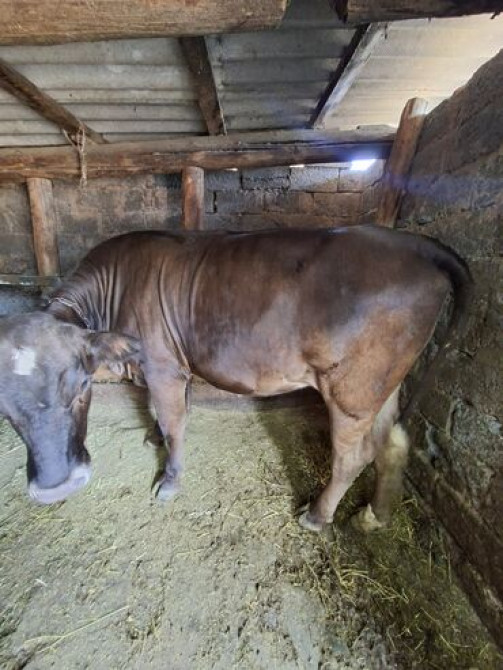 Продаю | Корова (самка) | Швицкая | Для разведения, Для молока | Искусственник Бишкек - сүрөт 3