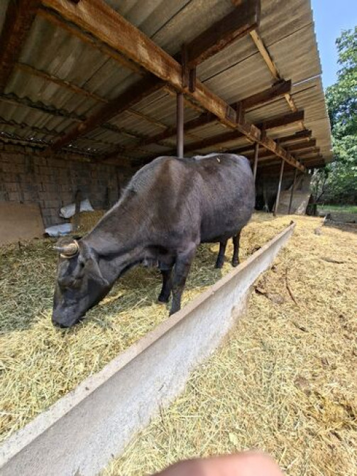 Продаю | Корова (самка) | Швицкая | Для разведения, Для молока | Искусственник Бишкек - сүрөт 1