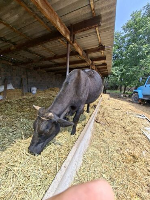 Продаю | Корова (самка) | Швицкая | Для разведения, Для молока | Искусственник Бишкек - сүрөт 2